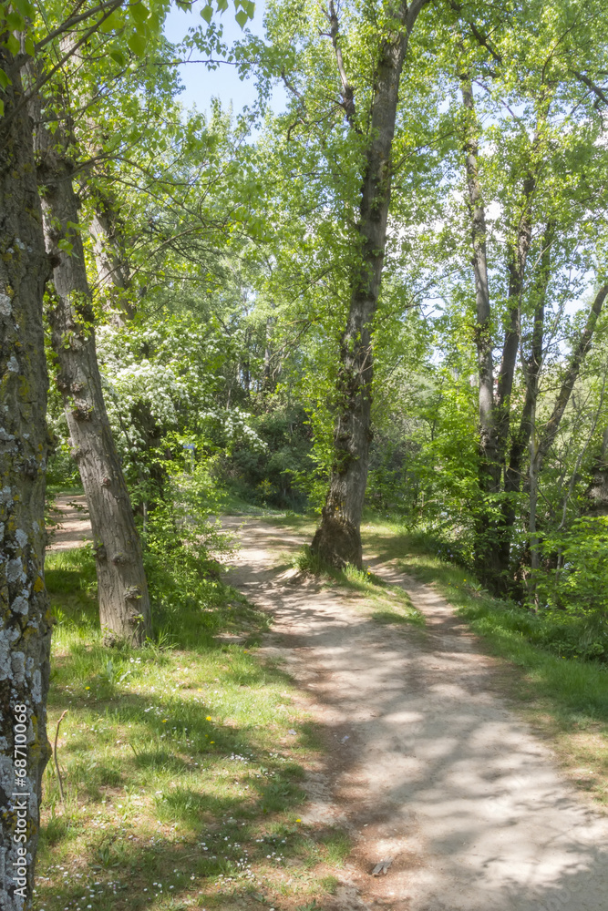 dirt road through a forest dirt road through a forest