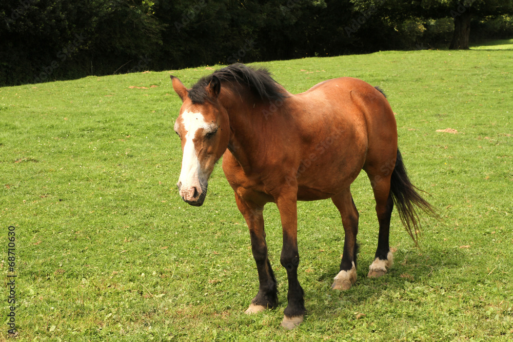 Fototapeta premium cheval