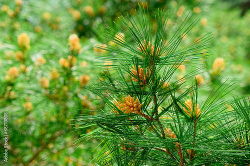 Fir tree branch close-up on green background