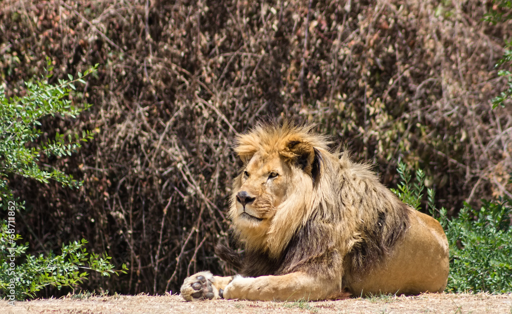 Naklejka premium Large mane Lion, rests in the Savannah