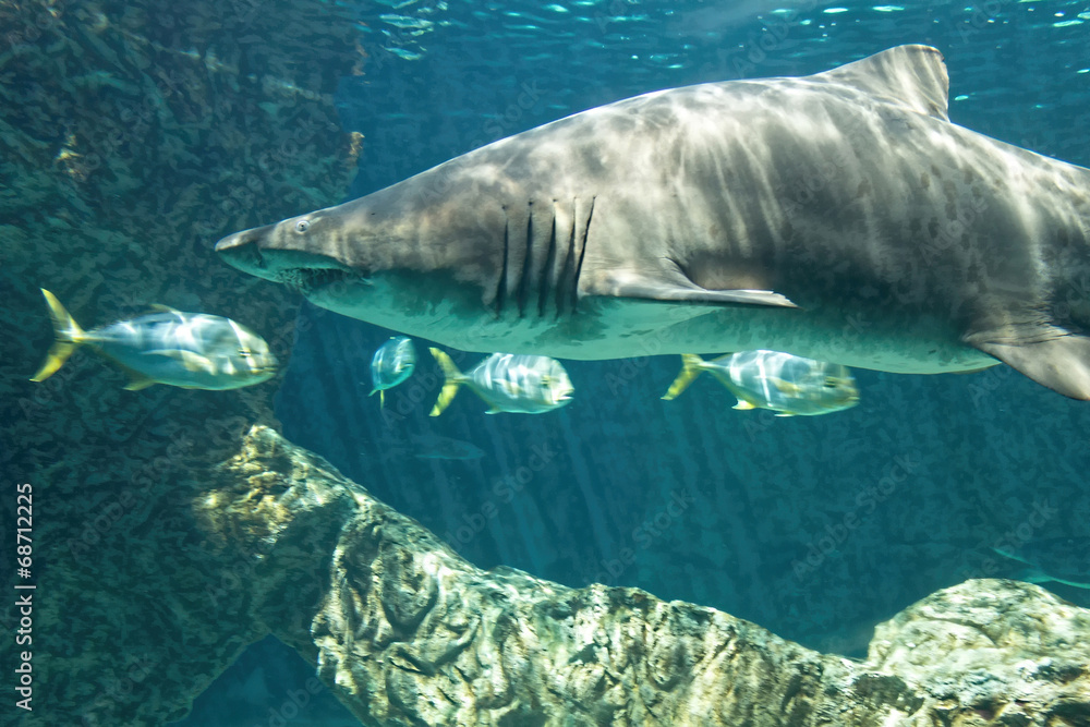 Fototapeta premium dangerous bull shark jaw huge