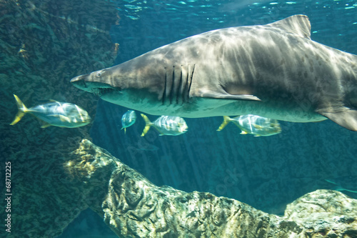 dangerous bull shark jaw huge