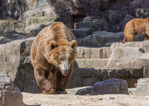 brown bear sitting so funny