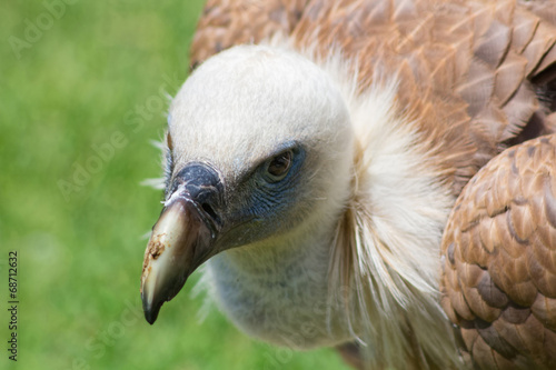 Griffon Vulture  Gyps fulvus 