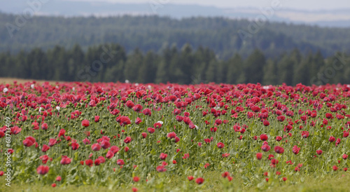 Mohnblüte photo