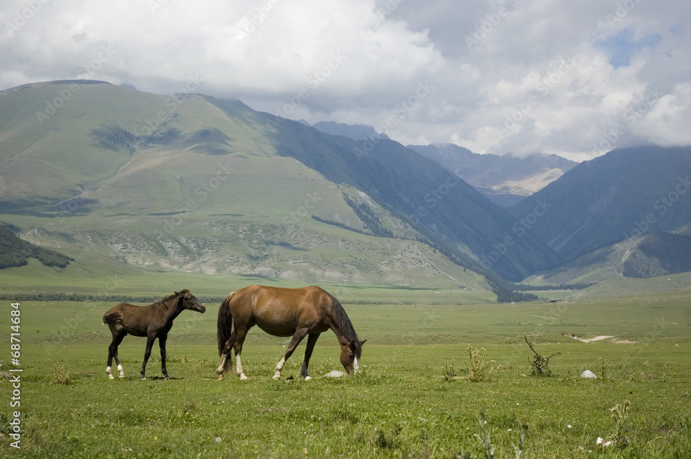 horses,mountains,pastures