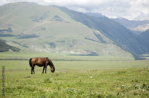 horses,mountains,pastures