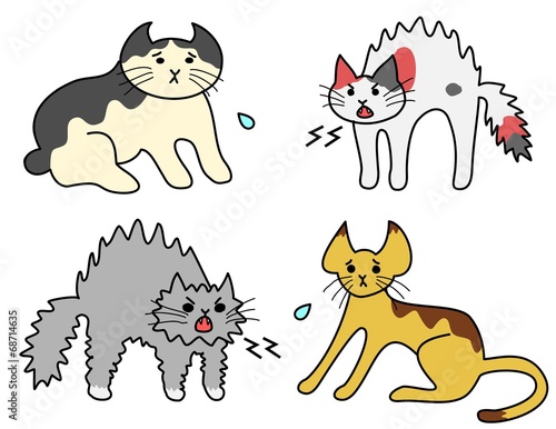 怒る猫たち、怯える猫たち