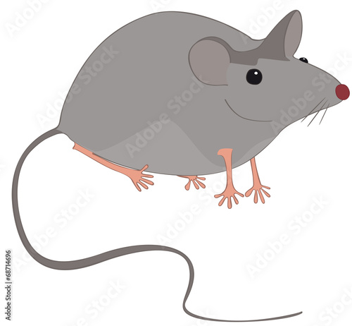 petite souris grise