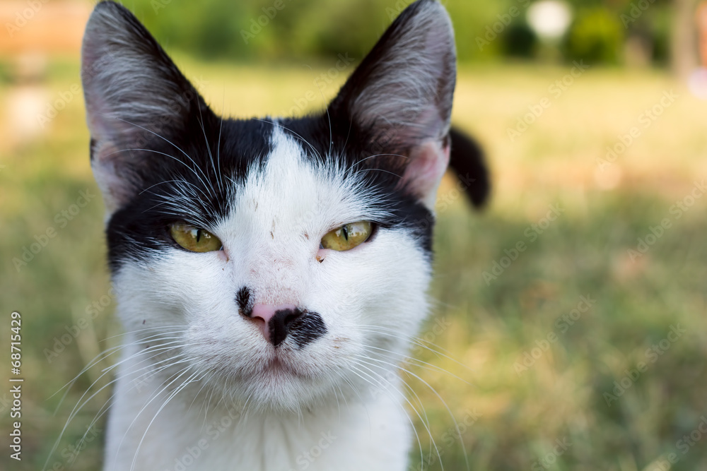 Close up portrait of a black and white cat Close up portrait of a black and white cat