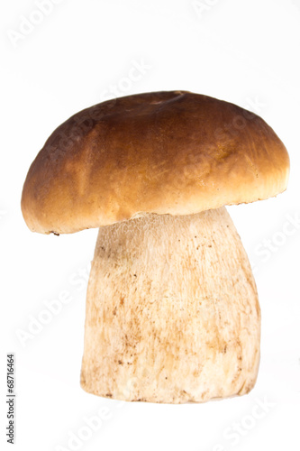 Steinpilz  Boletus edulis_04