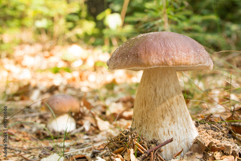 Fototapeta premium Boletus Edulis_02