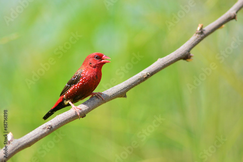 Red Avadavat bird © thawats
