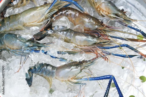 Obraz na plátně Raw giant freshwater prawn