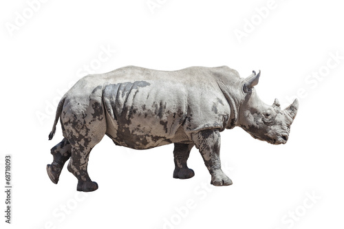 Rhino isolated on white