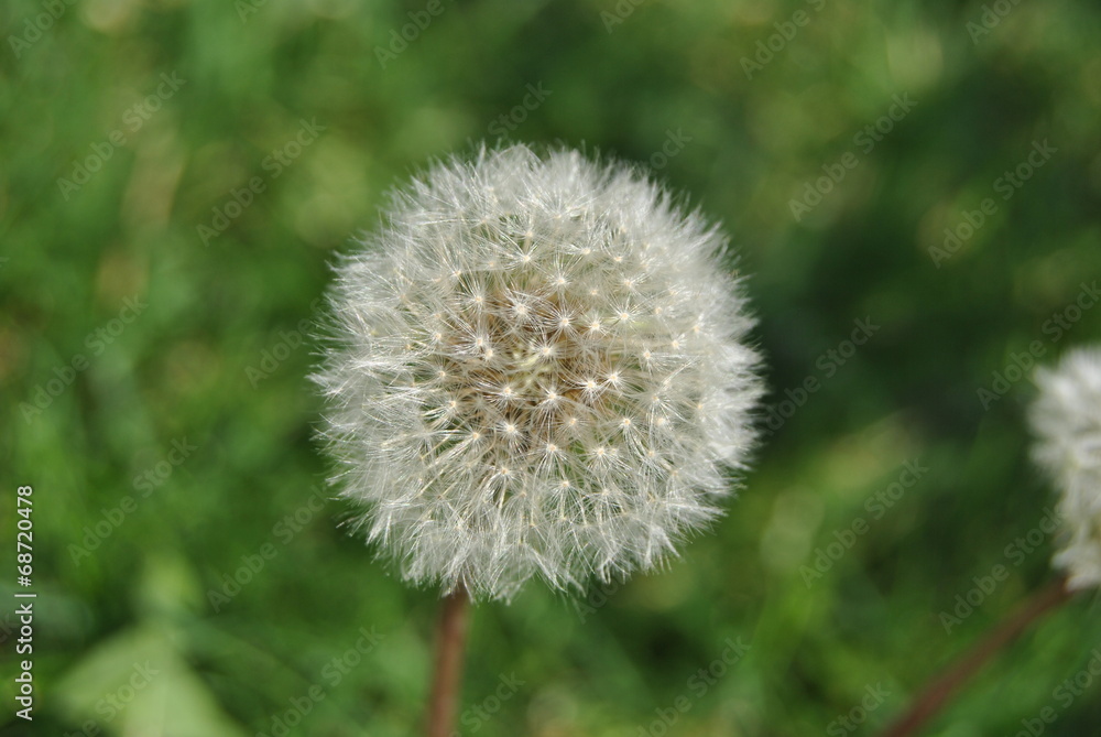 feather flower feather flower