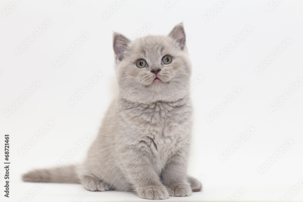 Obraz premium gray cute little kitten British