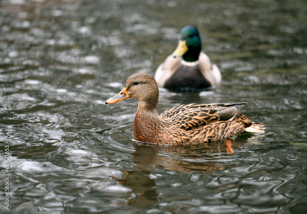 Fototapeta premium mallard duck in the water