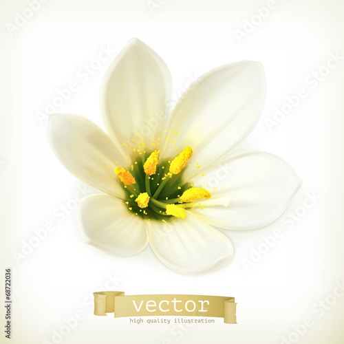 White flower, vector illustration