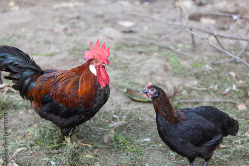 Hahn und Huhn