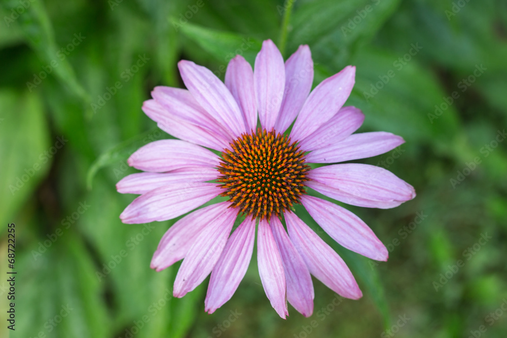 Echinacea Echinacea