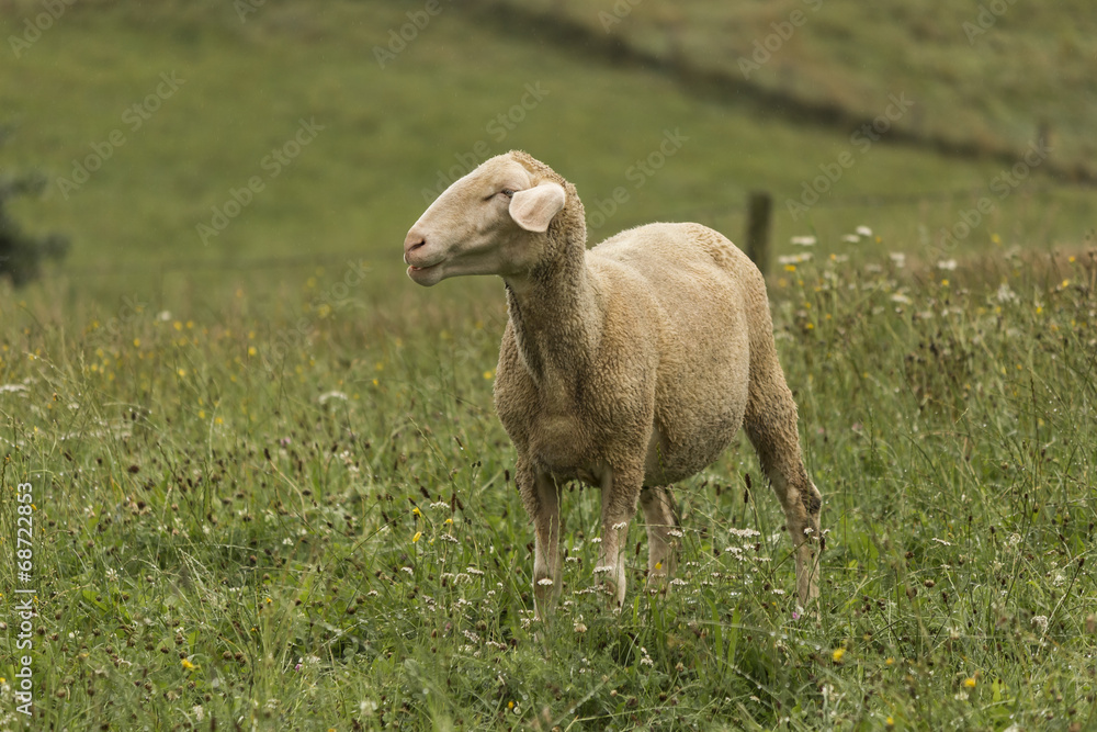 Fototapeta premium Schaf auf regenfeuchter Wiese