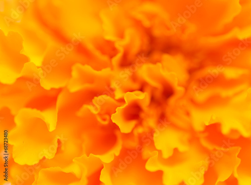 Fototapeta Naklejka Na Ścianę i Meble -  Orange flower background
