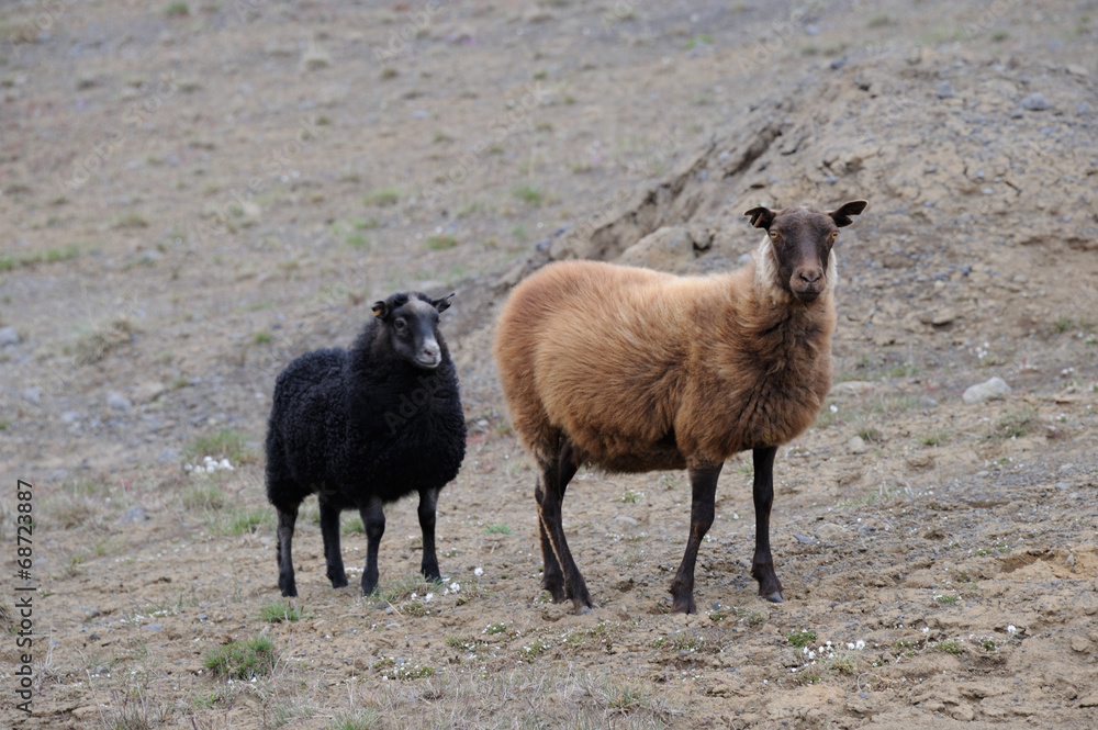 Naklejka premium mouton