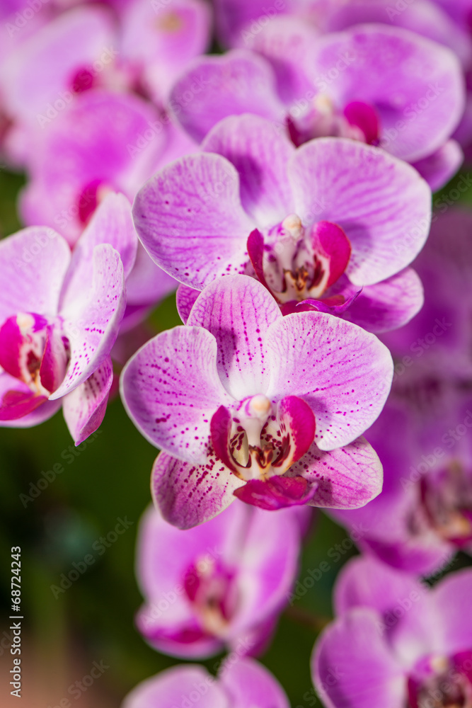 Obraz premium Orchids
