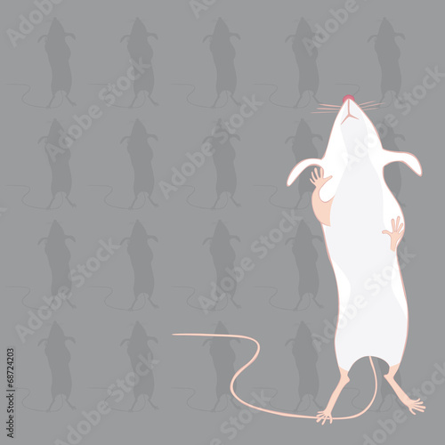 souris blanche fond gris souris debout photo