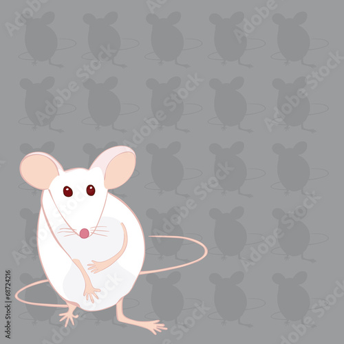 souris blanche fond gris souris mains ventre