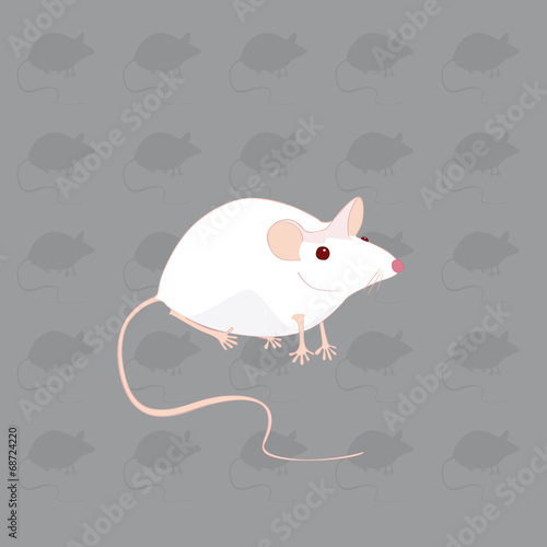souris blanche fond gris souris
