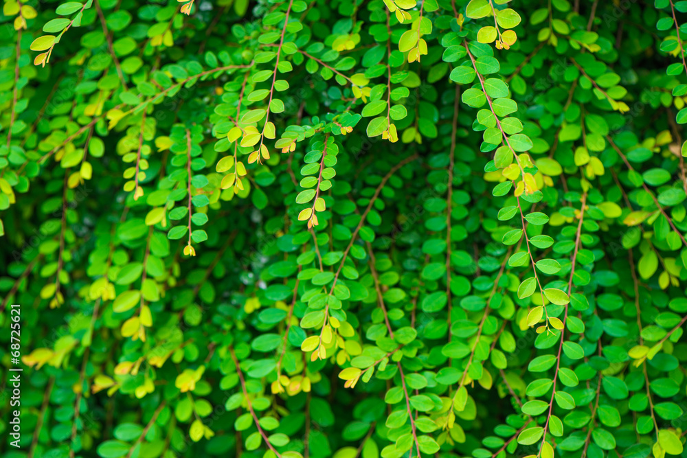 Fantasy leaves Fantasy leaves