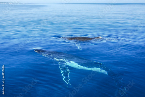 Humpback whales in Hervey bay, Queensland, Australia © Noradoa