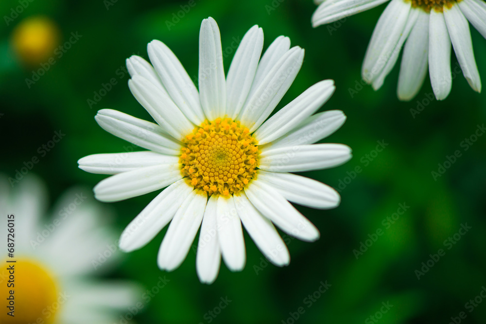 Daisies Daisies