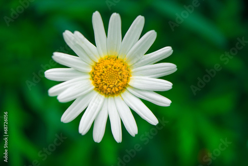 Fototapeta Naklejka Na Ścianę i Meble -  Daisies