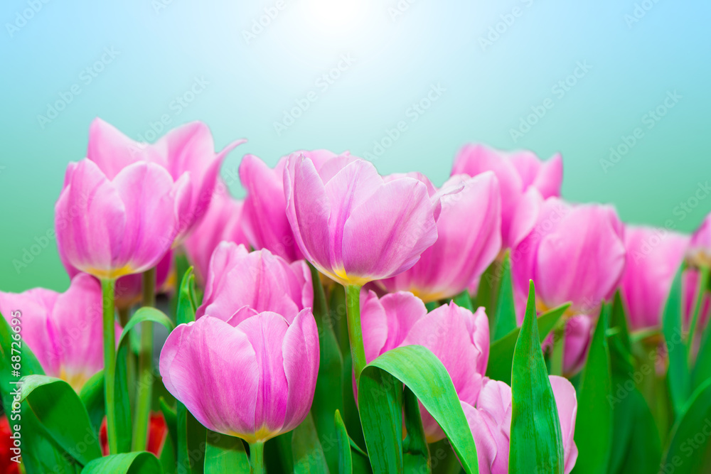 Fototapeta premium Purple tulips