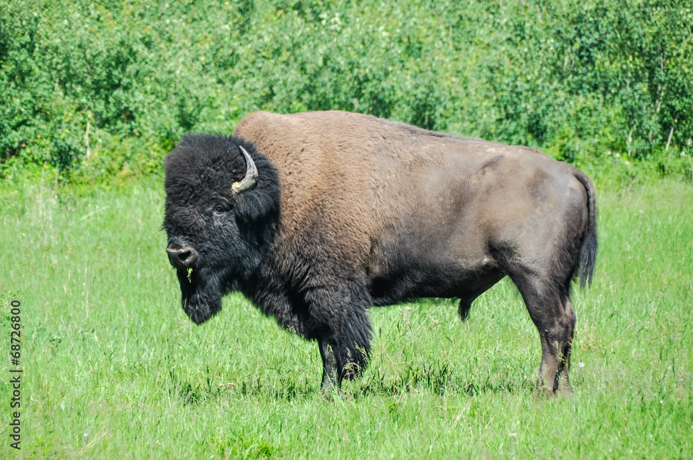 Plains bison from Elk Island National Park in Alberta, Canada