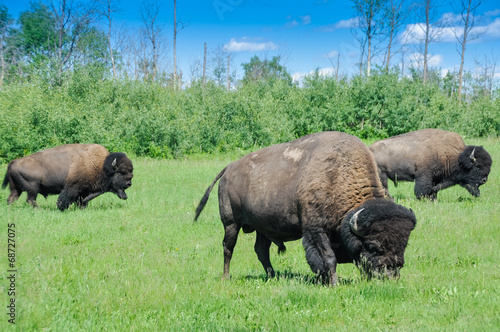Herd of plains bison, Elk Island National Park, Alberta, Canada photo
