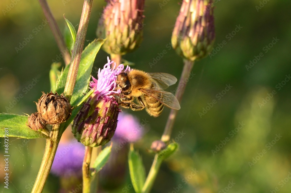 Пчела и пыльца - obrazy, fototapety, plakaty 