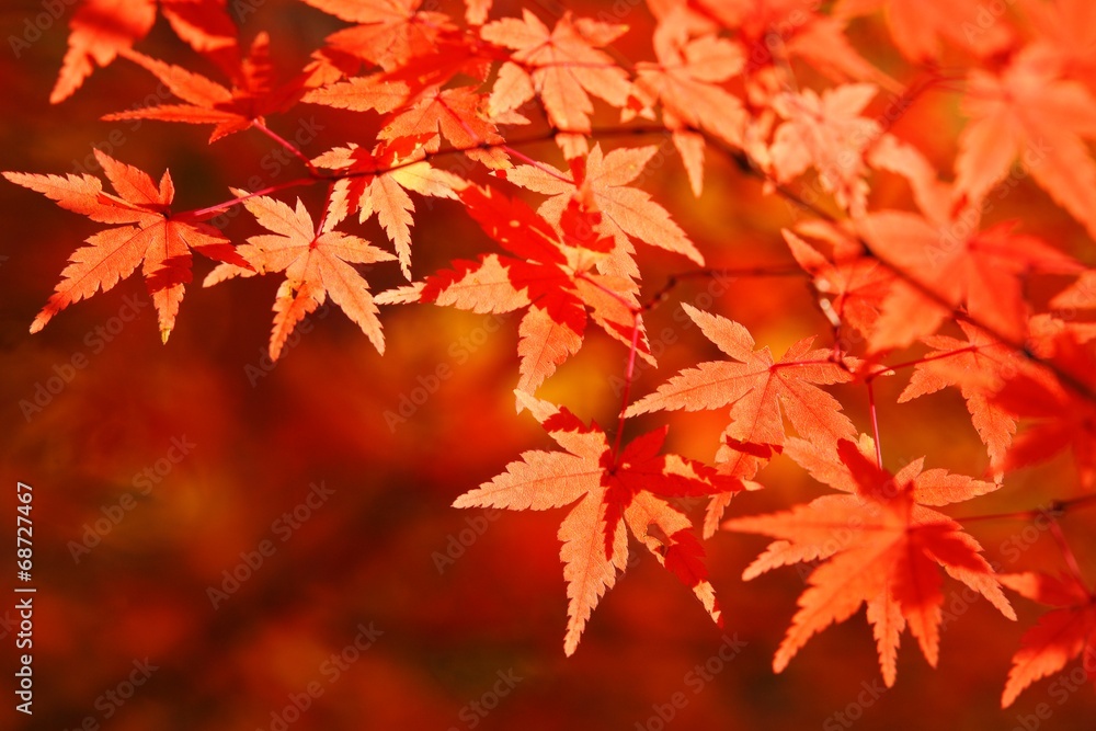 Obraz premium 赤く染まる紅葉
