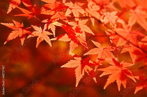 赤く染まる紅葉