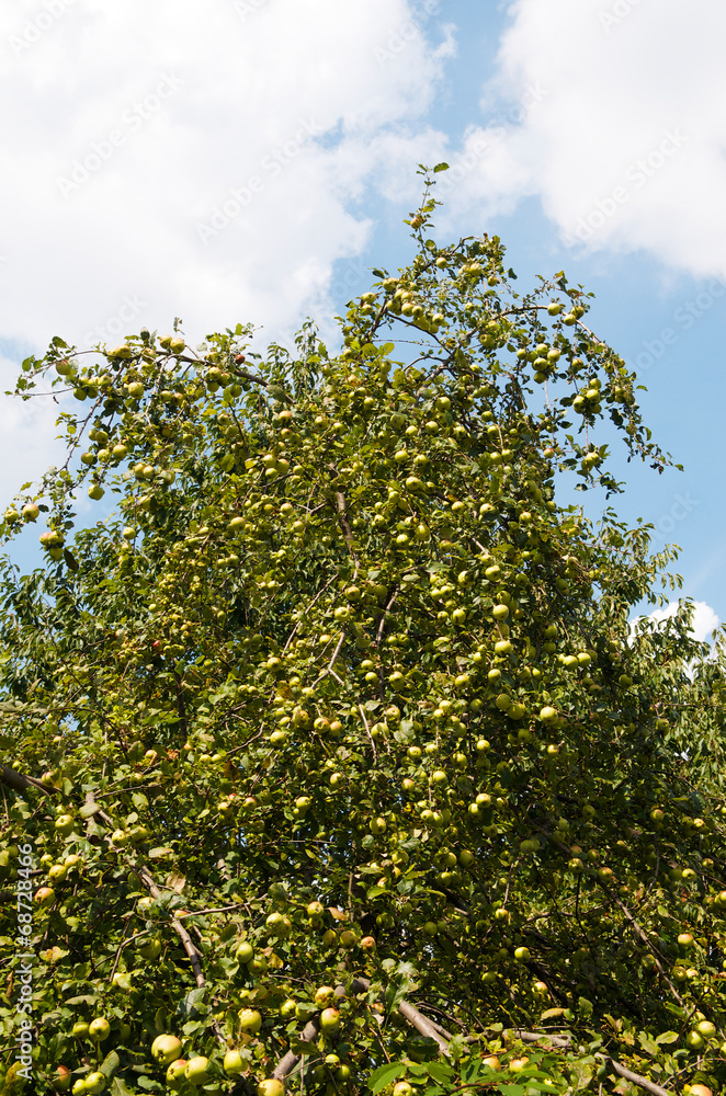 Fototapeta premium Ripening apples on a tree