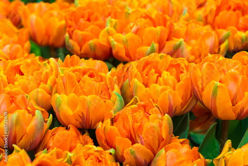 Fototapeta Naklejka Na Ścianę i Meble -  Orange tulips