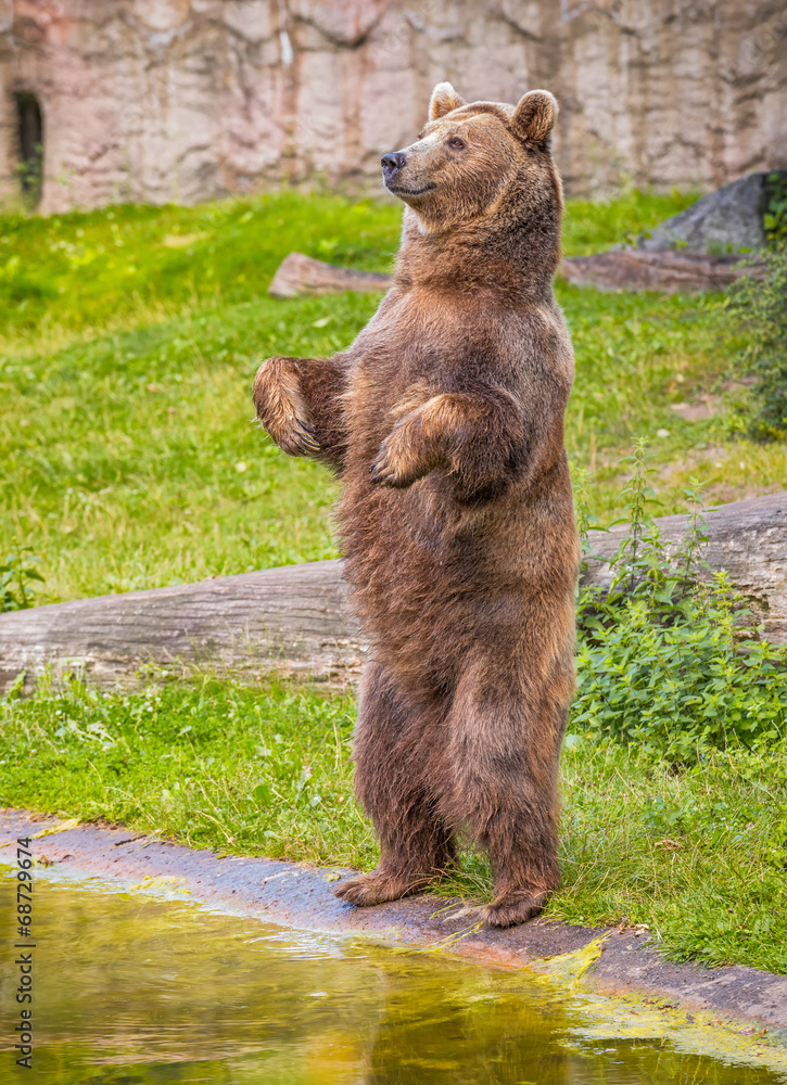 Naklejka premium Brown bear standing on its hind legs