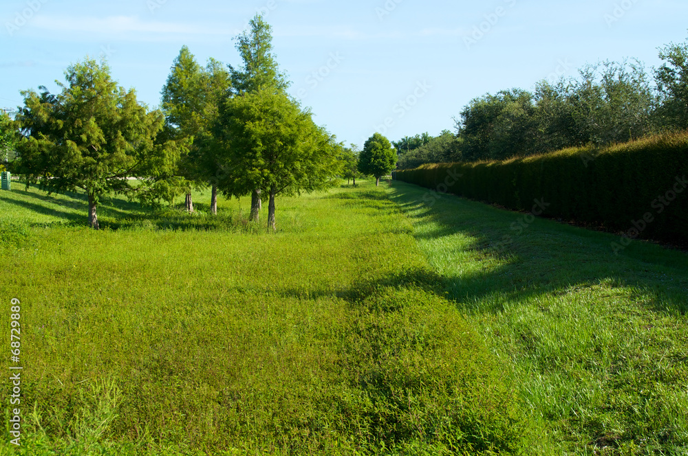 Fototapeta premium green field with hedge in florida