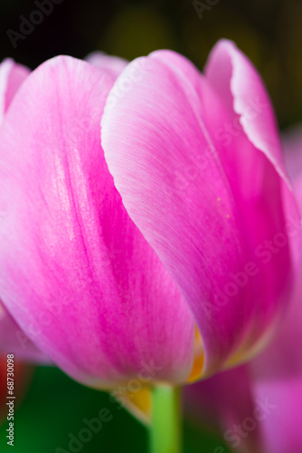 Purple tulips   Petal