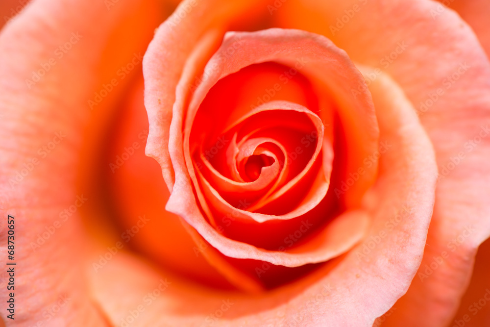 Delicate Rose Delicate Rose