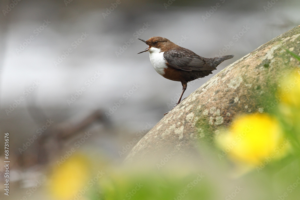 Dipper Dipper