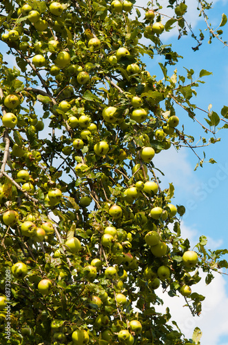 Ripening apples on a tree